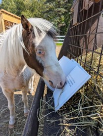Horse with nose touching open book