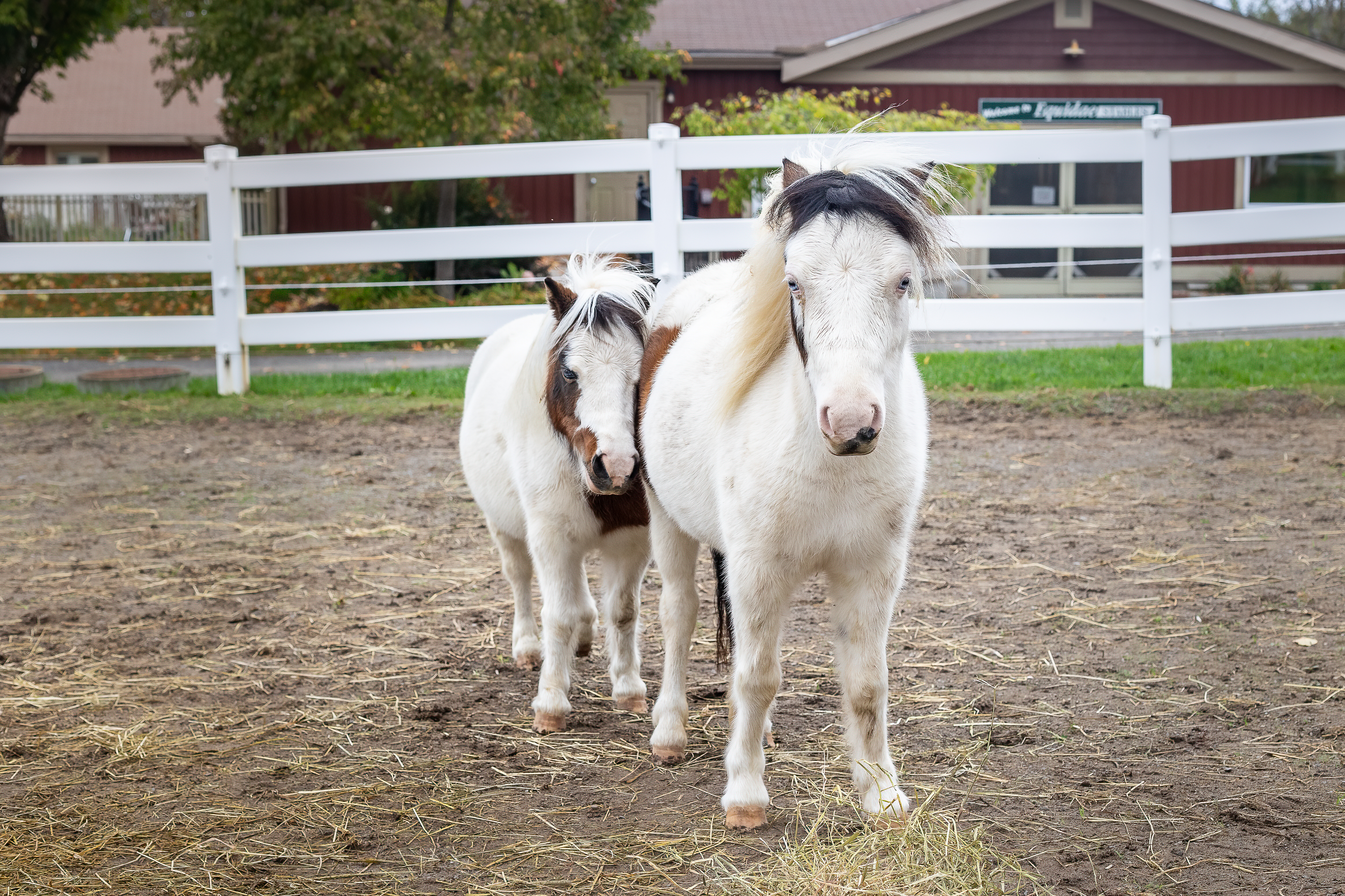 Picture of Two Miniature Horses with Amy in Front