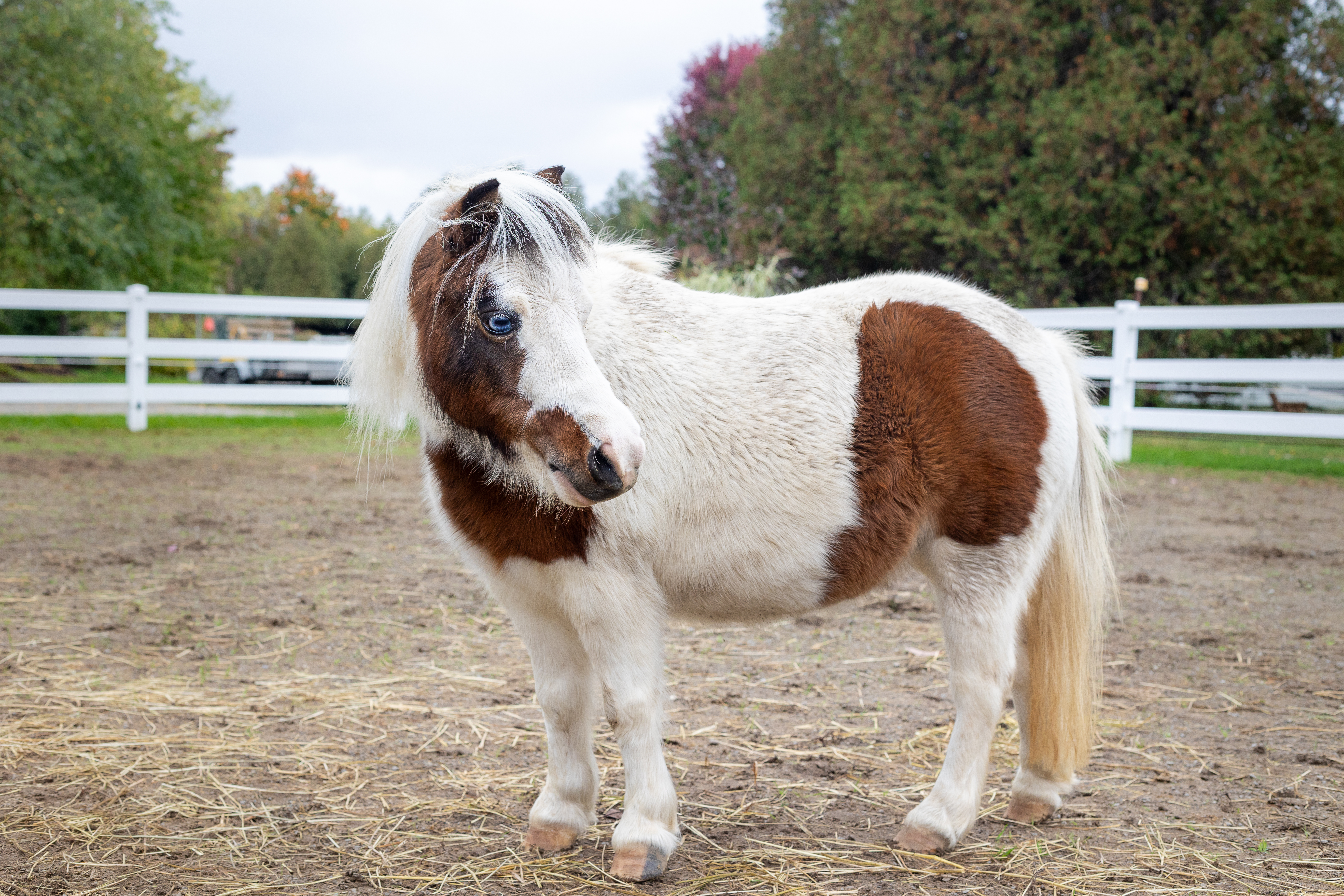 Picture of miniature horse named Peppa