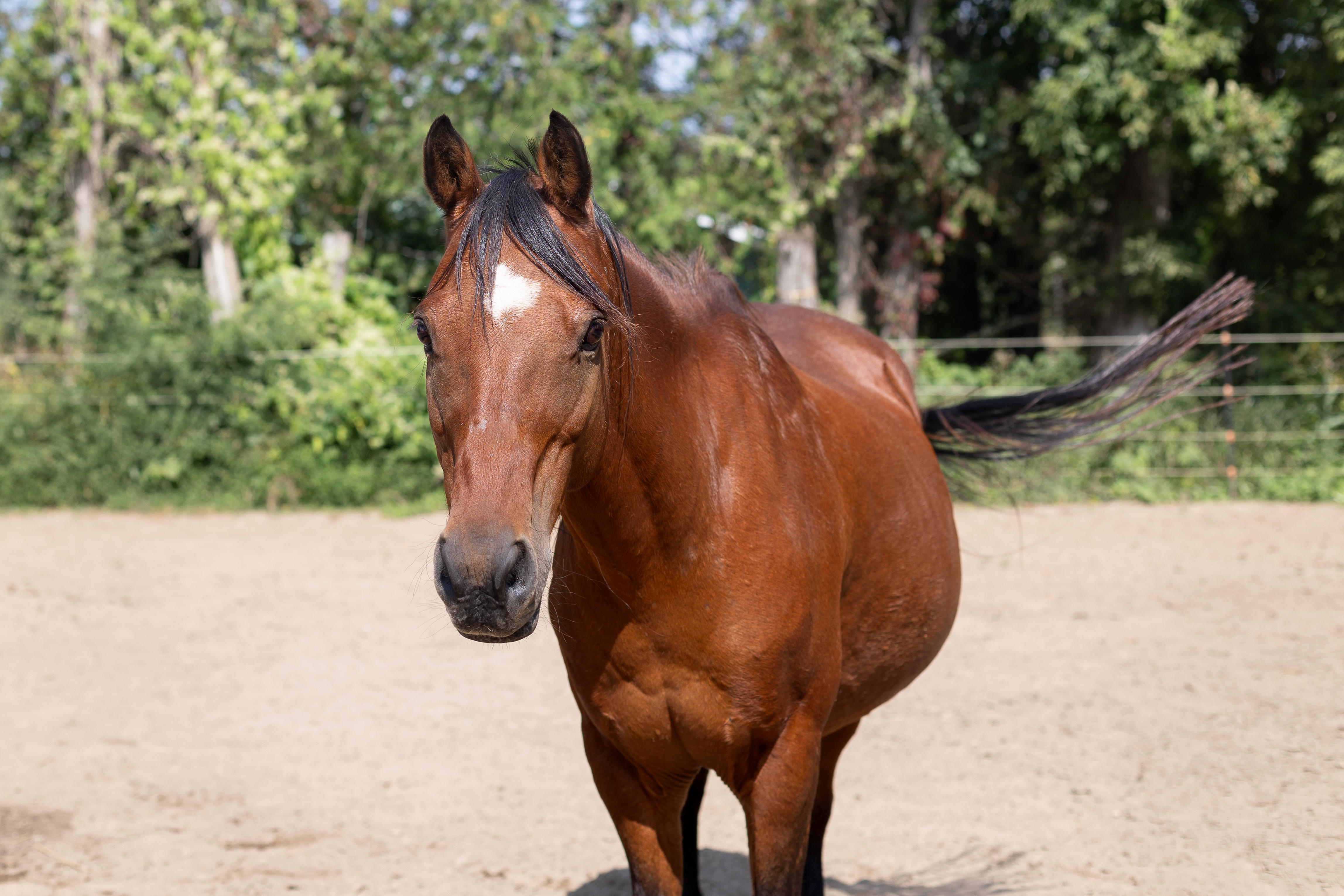 Picture of brown horse named Buddy