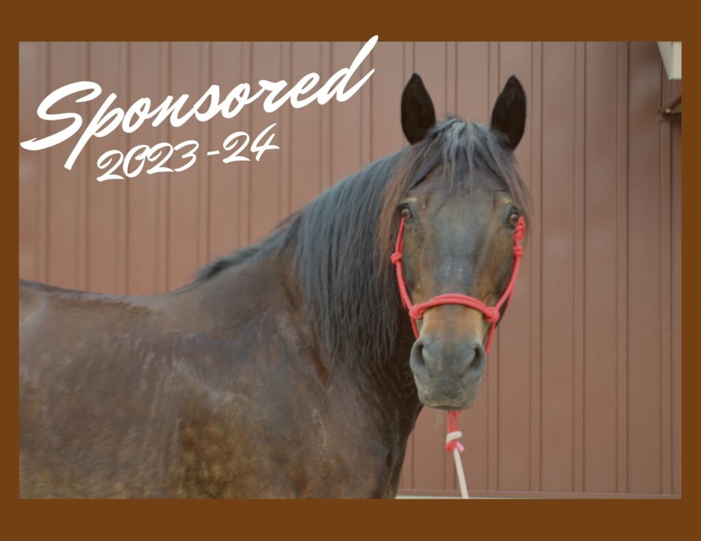 Head Shot of Horse Charlie - Sponsored 2023-24
