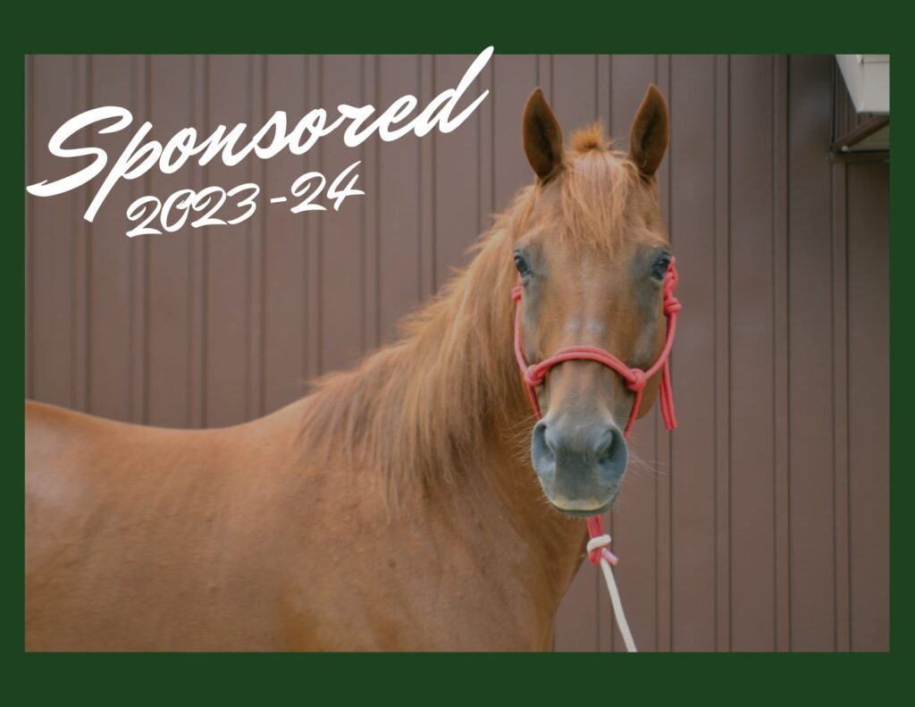 Head Shot of Horse Named Chica - Sponsored 2023-24