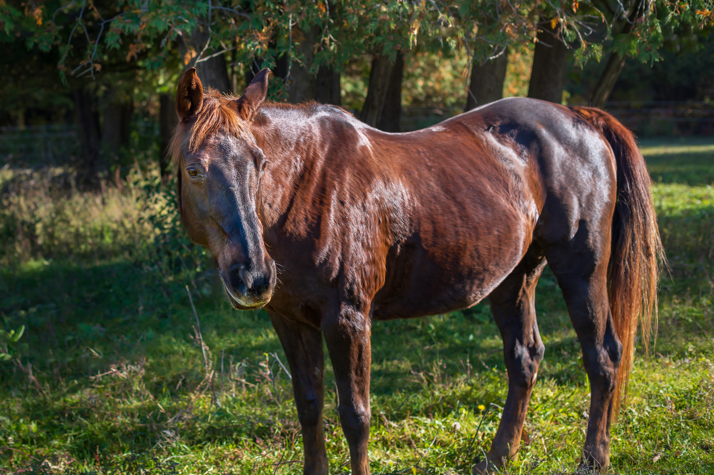 A dark brown horse named Belle standing on grass in the early morning dun. She is looking to the right with her ears slightly forward and she looks relaxed.