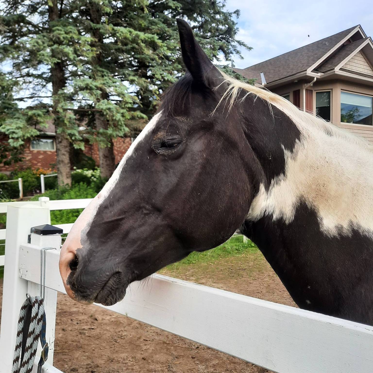 Joe is white with dark brown patches. He is looking over a white fence.