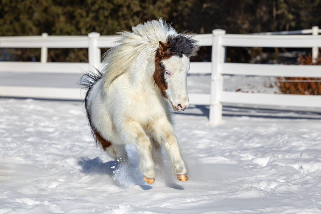 Miniature Horse Named Amy Running in Snow