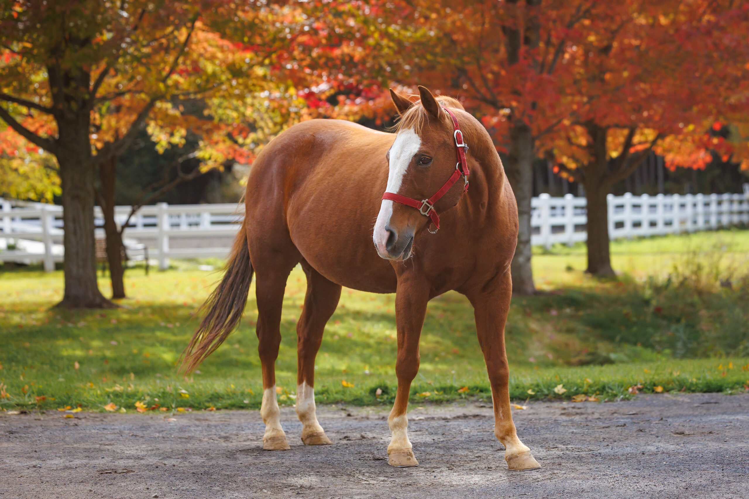 Horse Named Romeo with Fall Colours