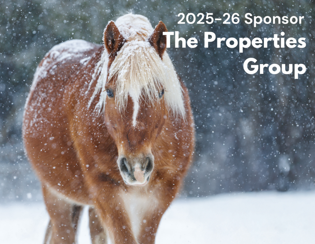 Horse Named Nathan in Snow