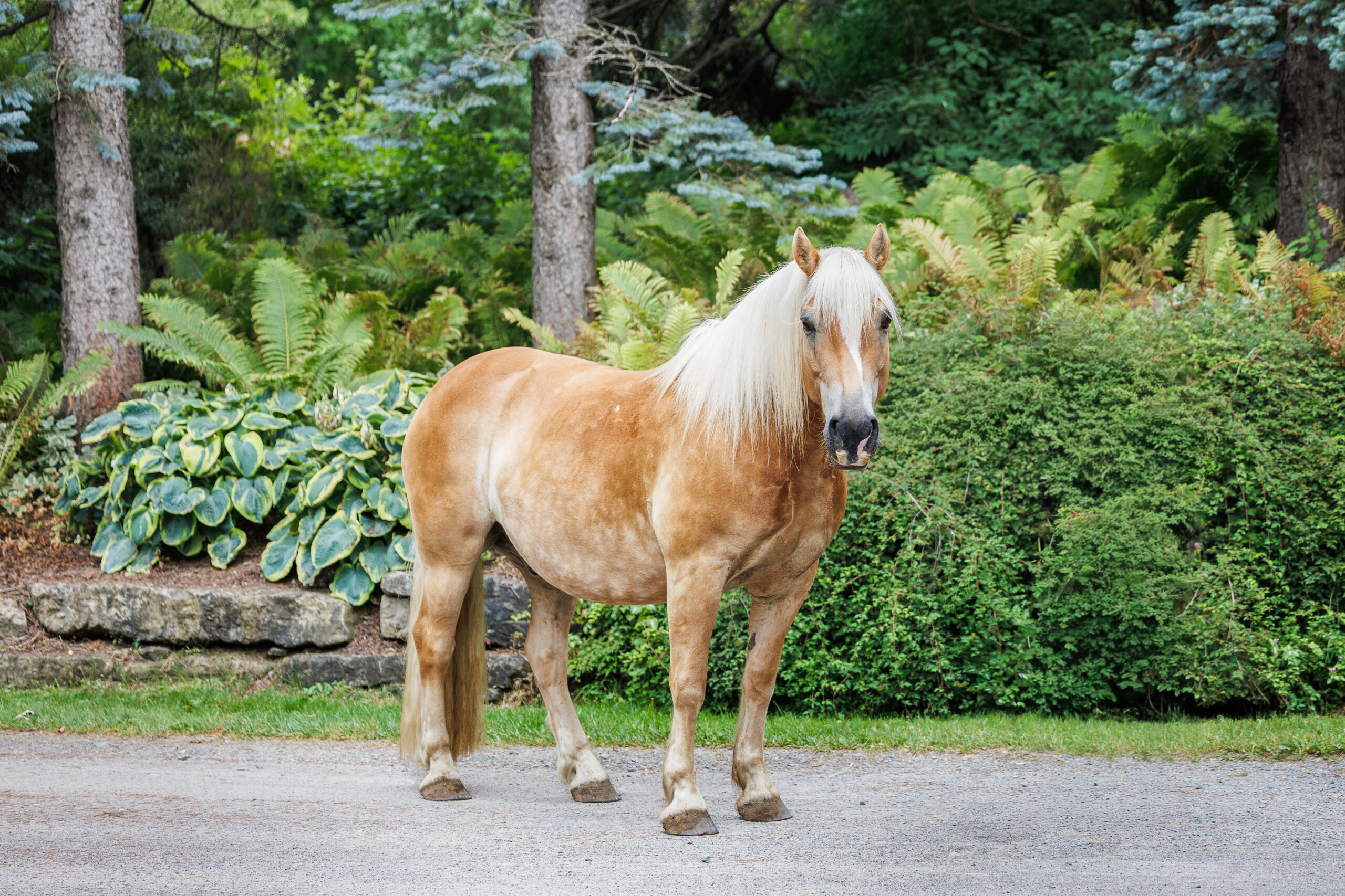 Haflinger Horse Named Nolan with Foliage