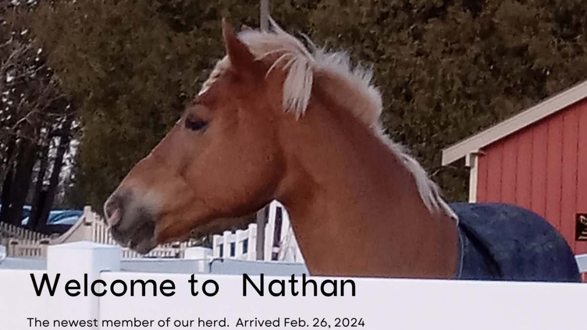 Headshot of Haflinger Horse Named Nathan