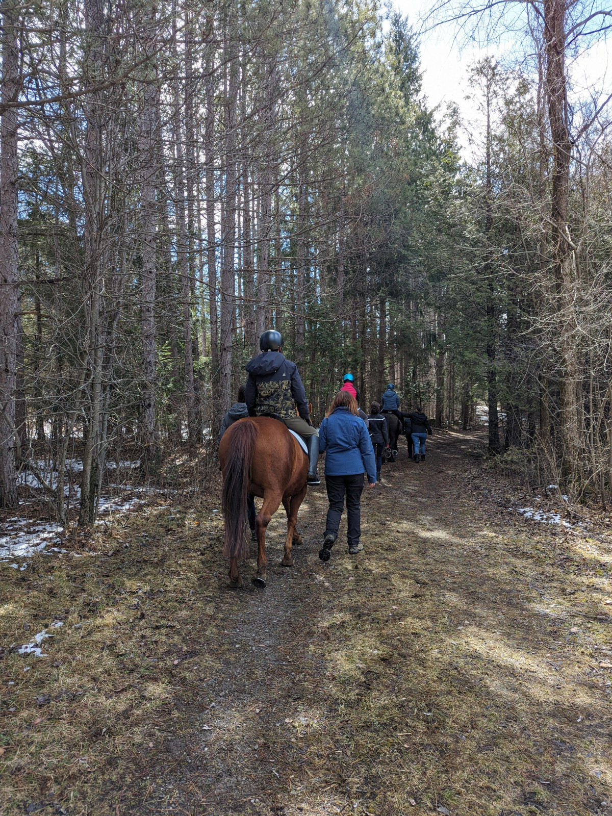 Chestnut horse with a rider in a black and green jacket walking away down a path in a forest in the crispy fall air. There are two volunteers on each side of the rider walking, and a two more riders in the distance ahead.