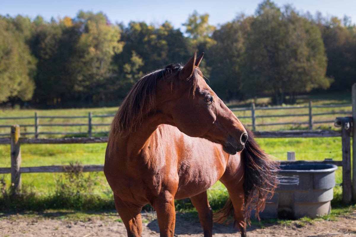 Spencer, brown horse with a dark main and tail, is looking to the right in the early morning sun. He is in a green field and looks peaceful.