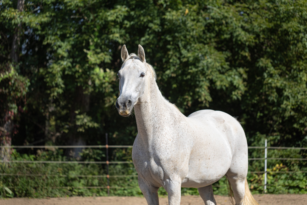 Riiley, a while horse, stands with his head high and ears forward. It's a sunny day and Riley looks excited.